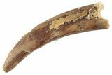 Fossil Pterosaur (Siroccopteryx) Tooth - Morocco #359988-1